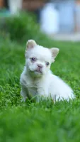 Cookie, a male French Bulldog for sale in Las Vegas, NV – 2 of 4