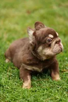 wolly, a male French Bulldog for sale in Las Vegas, NV – 3 of 3