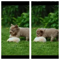 yogi bear, a male French Bulldog for sale in Las Vegas, NV – 3 of 3