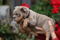 bella, a female English Bulldog for sale in Las Vegas, NV – 1 of 1