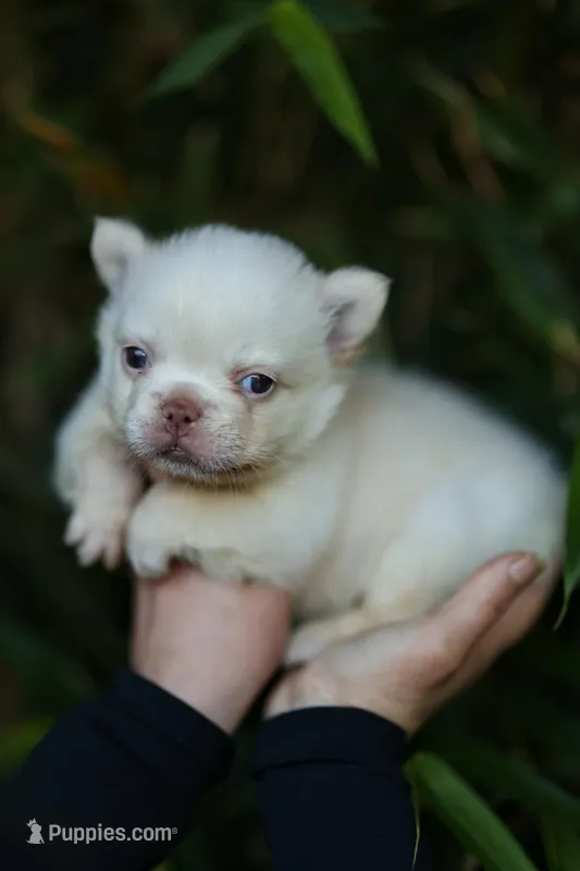 snow ball, a male French Bulldog for sale in Las Vegas, NV – Photo 1 of 1