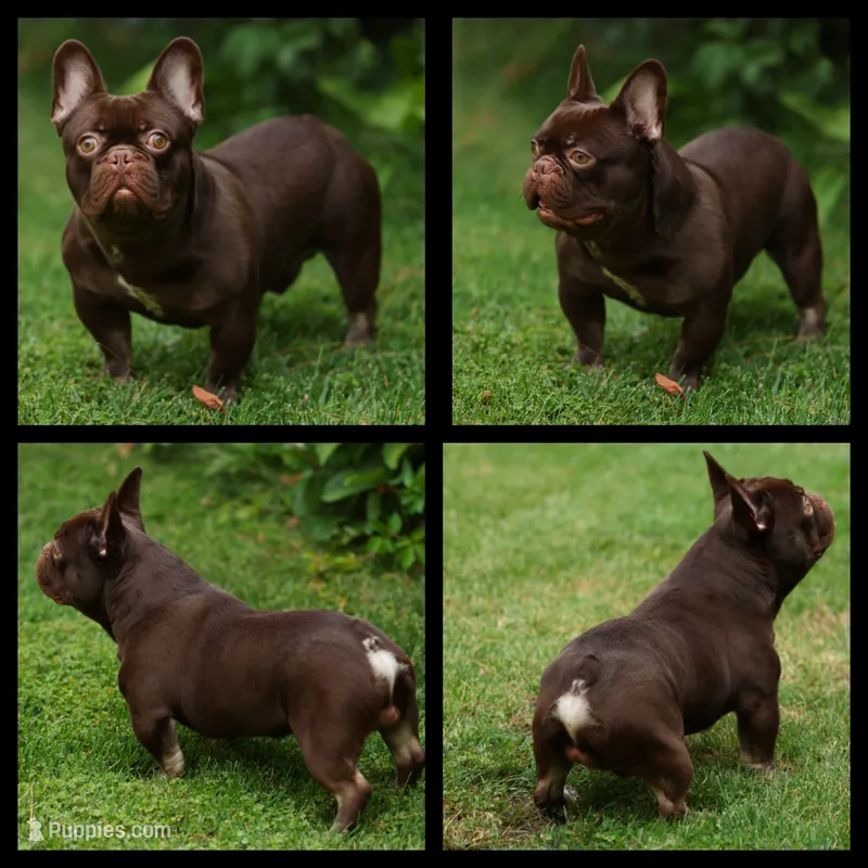 sammy – French Bulldog puppy for sale in Las Vegas, NV