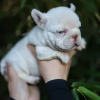 zelda, a female French Bulldog for sale in Las Vegas, NV – Photo 3 of 6