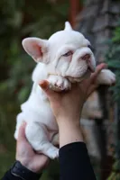 zelda, a female French Bulldog for sale in Las Vegas, NV – Photo 4 of 6