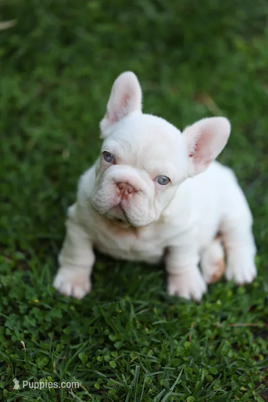 zelda – French Bulldog puppy for sale in Las Vegas, NV