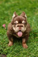 wolly, a male French Bulldog for sale in Las Vegas, NV – 1 of 3