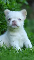 Cookie, a male French Bulldog for sale in Las Vegas, NV – 4 of 4
