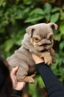 Emily, a female English Bulldog for sale in Las Vegas, NV – 1 of 1