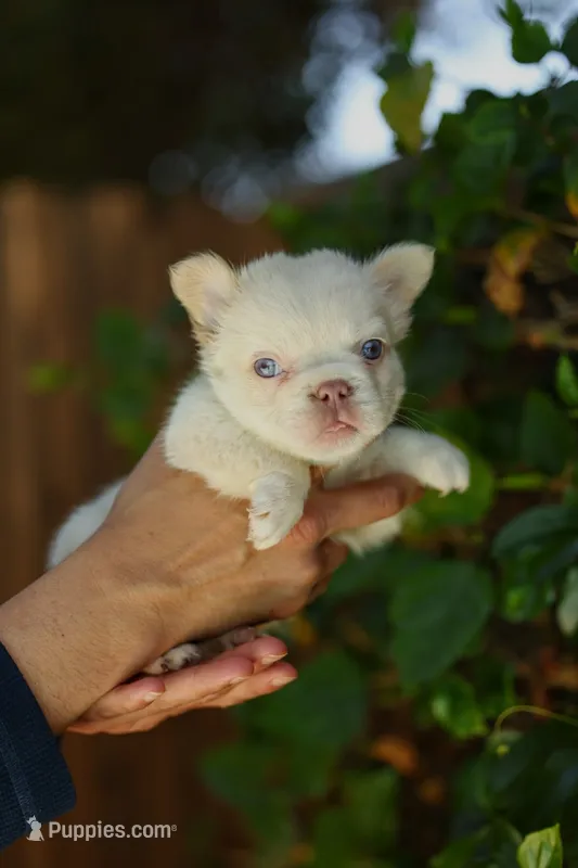 Cookie – French Bulldog puppy for sale in Las Vegas, NV