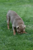 katana, a female English Bulldog for sale in Las Vegas, NV – 4 of 4