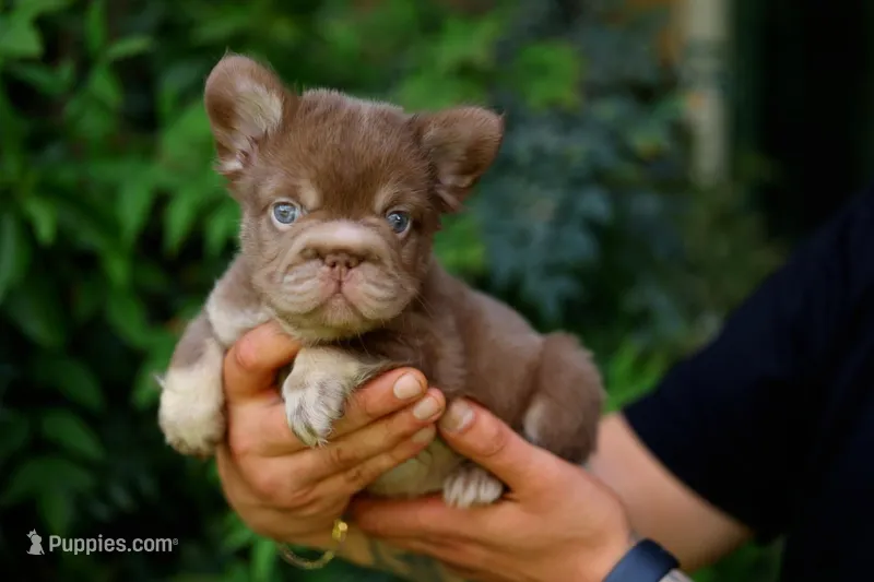 dannyboy – French Bulldog puppy for sale in Las Vegas, NV