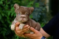 dannyboy, a male French Bulldog for sale in Las Vegas, NV – 1 of 1