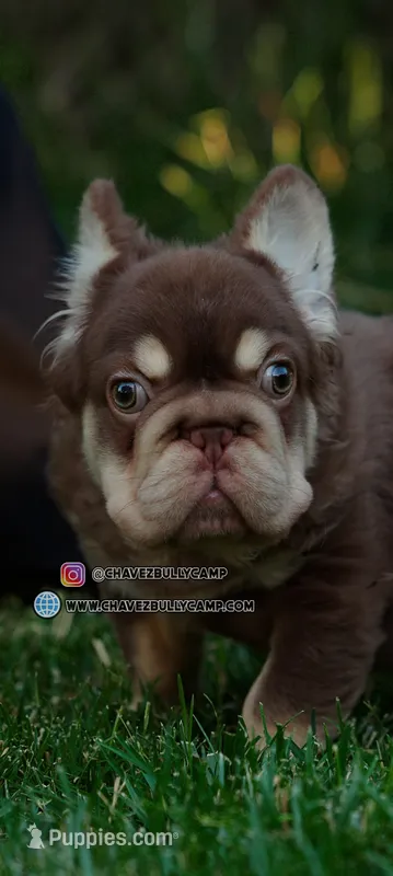 wolly – French Bulldog puppy for sale in Las Vegas, NV