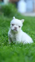Cookie, a male French Bulldog for sale in Las Vegas, NV – 3 of 4