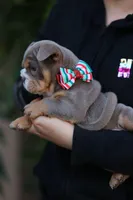 LATTO, a male English Bulldog for sale in Las Vegas, NV – 1 of 1