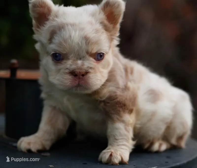 Snoww – French Bulldog puppy for sale in Las Vegas, NV