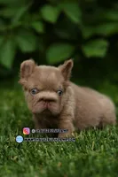 yogi bear, a male French Bulldog for sale in Las Vegas, NV – 2 of 2