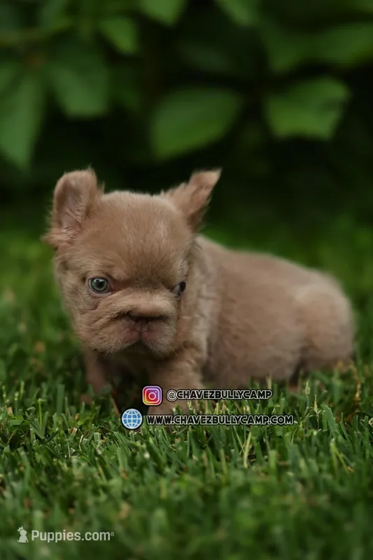 yogi bear – French Bulldog puppy for sale in Las Vegas, NV