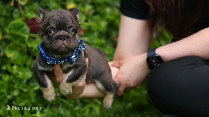 Walter – French Bulldog puppy for sale in Las Vegas, NV