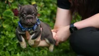 Walter, a male French Bulldog for sale in Las Vegas, NV – Photo 1 of 2