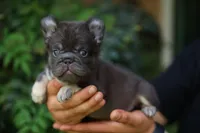 Walter, a male French Bulldog for sale in Las Vegas, NV – Photo 2 of 2