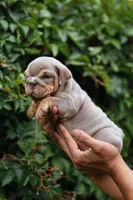 Dandelion, a female English Bulldog for sale in Las Vegas, NV – 1 of 1