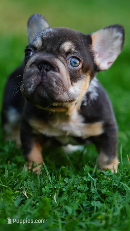 peanut – French Bulldog puppy for sale in Las Vegas, NV