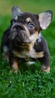 peanut, a male French Bulldog for sale in Las Vegas, NV – Photo 1 of 5