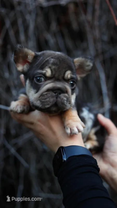 peanut – French Bulldog puppy for sale in Las Vegas, NV