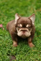 wolly, a male French Bulldog for sale in Las Vegas, NV – 2 of 3