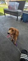Lucky , a male Poodle - Miniature  for sale in Miami, FL – 3 of 7