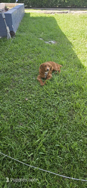 Lucky  – Poodle - Miniature  puppy for sale in Miami, FL