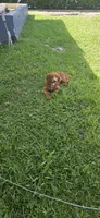Lucky , a male Poodle - Miniature  for sale in Miami, FL – 1 of 7