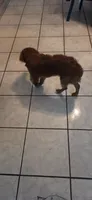 Lucky , a male Poodle - Miniature  for sale in Miami, FL – 4 of 7