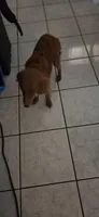 Lucky , a male Poodle - Miniature  for sale in Miami, FL – 5 of 7