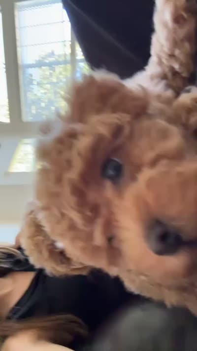 No name, a male Poodle - Toy  for sale in San Francisco, CA – 2 of 2