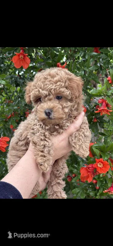 No name – Poodle - Toy  puppy for sale in San Francisco, CA