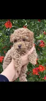 No name, a male Poodle - Toy  for sale in San Francisco, CA – 1 of 2