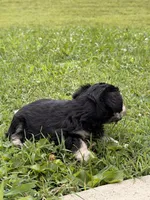 Chanel , a female Miniature Schnauzer for sale in Louisville, KY – 6 of 10