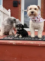 Chanel , a female Miniature Schnauzer for sale in Louisville, KY – 2 of 10