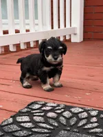 Chanel , a female Miniature Schnauzer for sale in Louisville, KY – 8 of 10