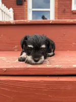 Chanel , a female Miniature Schnauzer for sale in Louisville, KY – 7 of 10