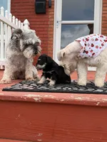 Chanel , a female Miniature Schnauzer for sale in Louisville, KY – 9 of 10