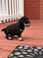 Chanel , a female Miniature Schnauzer for sale in Louisville, KY – 4 of 10