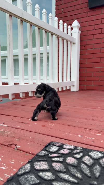 Chanel , a female Miniature Schnauzer for sale in Louisville, KY – 10 of 10