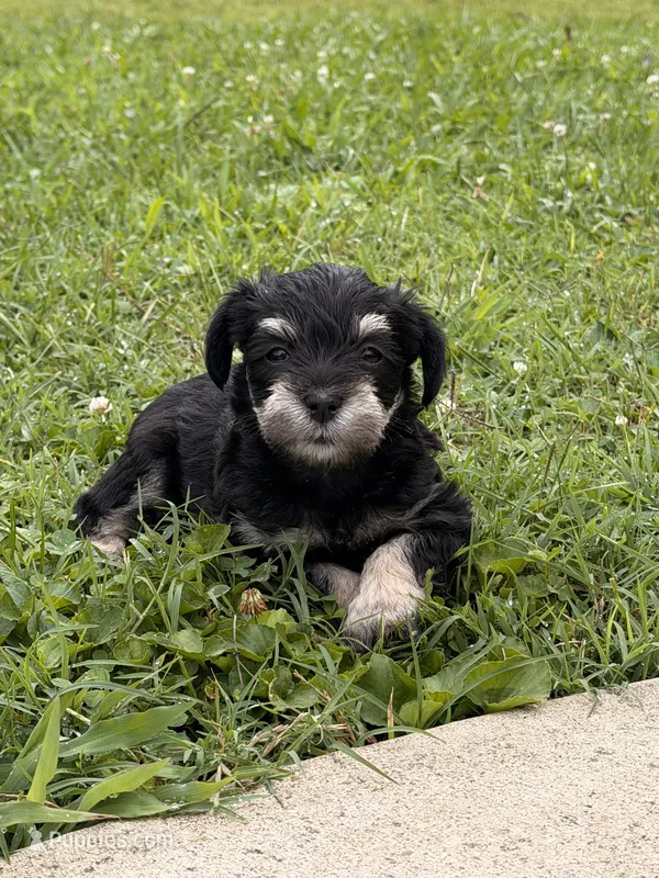Teo – Miniature Schnauzer puppy for sale in Louisville, KY