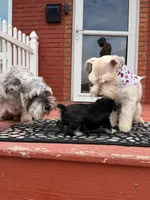 Chanel , a female Miniature Schnauzer for sale in Louisville, KY – 3 of 10