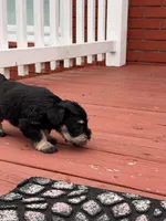 Chanel , a female Miniature Schnauzer for sale in Louisville, KY – 5 of 10