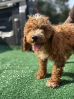 Cavallo., a male Cavapoo for sale in Atlanta, GA – 5 of 7