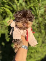 Tito, a male Yorkshire Terrier for sale in Atlanta, GA – 4 of 4